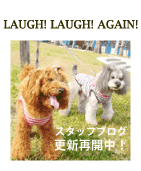Laughin' Dog�̃u���O�E�ŐV�����J���I