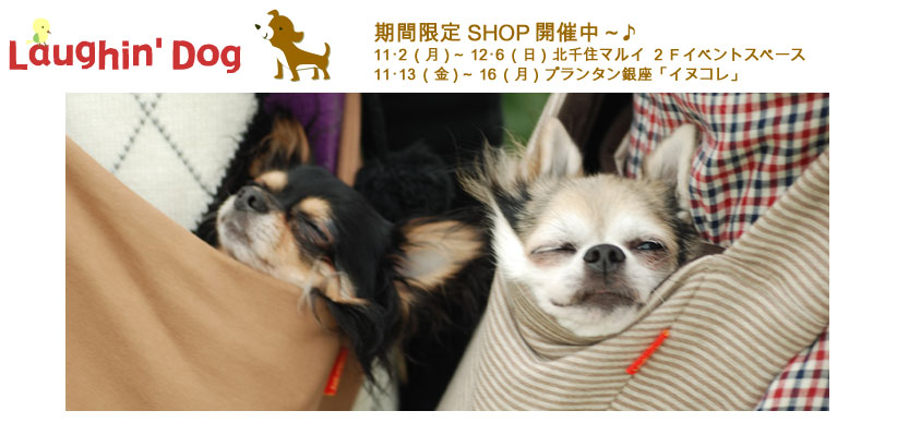 Laughin' Dog���Ԍ���SHOP�J�Ò��I