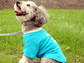Laughin' Dog�u�����h�R���Z�v�g